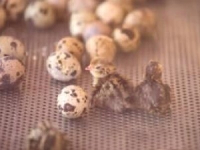 Jaja japanskih prepelica
