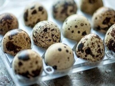 Jaja japanskih prepelica