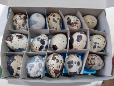 Jaja japanskih prepelica