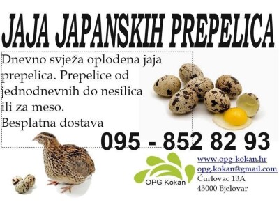 Jaja japanskih prepelica
