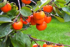 JAPANSKA JABUKA “Kaki”