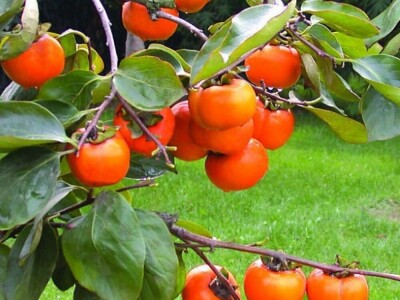 JAPANSKA JABUKA “Kaki”