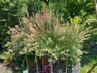 Ukrasna Kuglasta Stabla