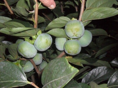 Japanske jabuka  kaki