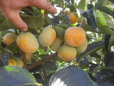 Japanske jabuka  kaki