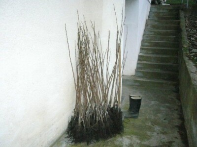 Japanske jabuka  kaki