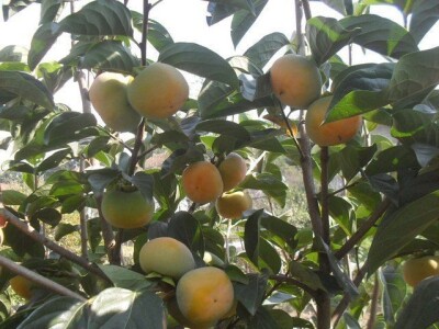 Japanske jabuka  kaki