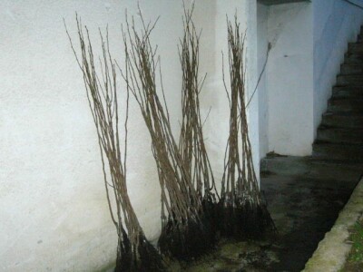 Japanske jabuka  kaki