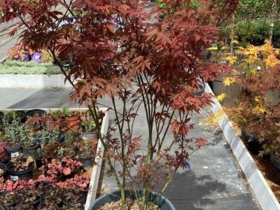 Ukrasna Kuglasta Stabla