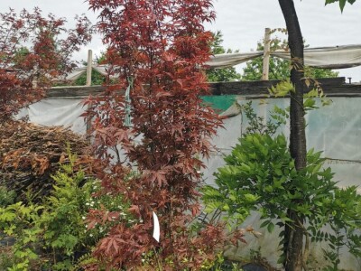 Ukrasna Kuglasta Stabla