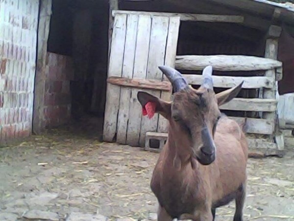 Jarice rasplodne francuske alpine iz matičnog stada