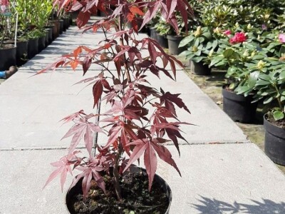 Ukrasna Kuglasta Stabla