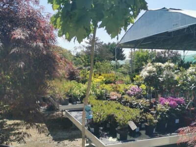 Ukrasna Kuglasta Stabla