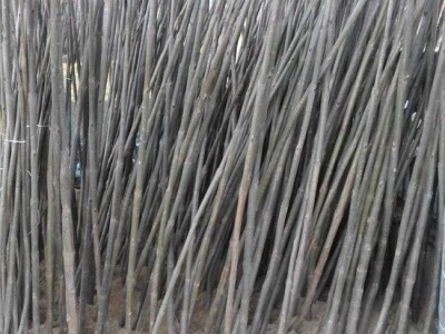 Jednogodisnje sadnice paulovnije