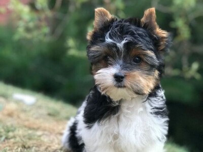 Jorkširski terijer psi i štenad na prodaju