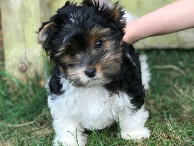 Jorkširski terijer psi i štenad na prodaju