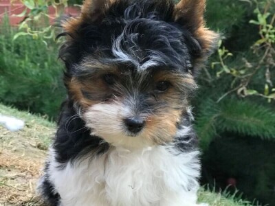 Jorkširski terijer psi i štenad na prodaju