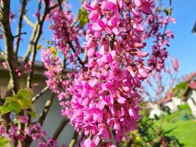 Toskanski Cempres Bambus Indijski Jorgovan Judino Drvo Toskanski Totemski Talijanski Uski Uspravni Stožasti Cempresi Indijski Kineski Jorgovan Judino Drvo Šarenolisni Drijen