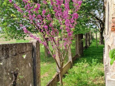 Toskanski Cempres Bambus Indijski Jorgovan Judino Drvo Toskanski Totemski Talijanski Uski Uspravni Stožasti Cempresi Indijski Kineski Jorgovan Judino Drvo Šarenolisni Drijen