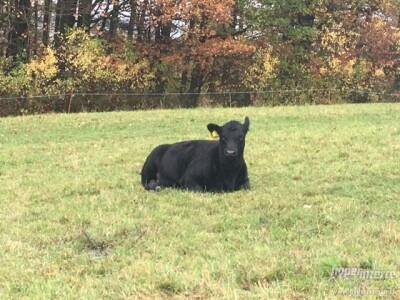 Aberdeen Angus junice s POP, rođ. 2021