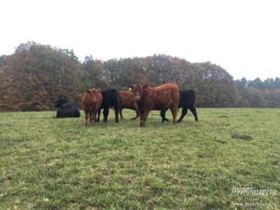 Aberdeen Angus junice s POP, rođ. 2021