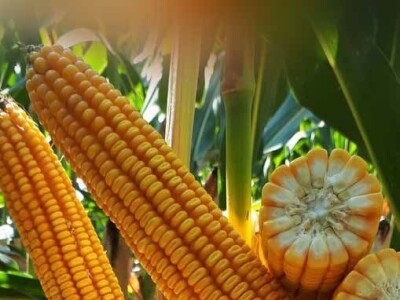 KABRINIAS - hibrid kukuruza - FAO 280