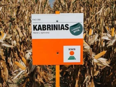 KABRINIAS - hibrid kukuruza - FAO 280