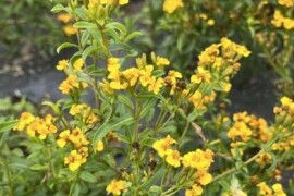 Kadifica astečka SWEET MACE Tagetes lucida