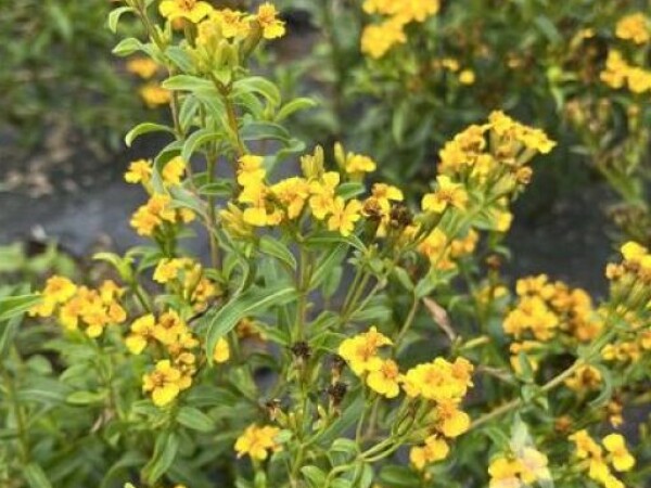 Kadifica astečka SWEET MACE Tagetes lucida