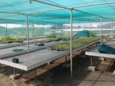 KAKO GRIJATI KLIJALIŠTE, SADNICE, REZNICE,