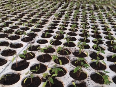 KAKO GRIJATI KLIJALIŠTE, SADNICE, REZNICE,