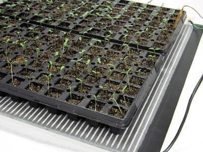 KAKO GRIJATI KLIJALIŠTE, SADNICE, REZNICE,