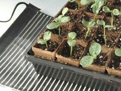 KAKO GRIJATI KLIJALIŠTE, SADNICE, REZNICE,