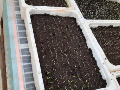 KAKO GRIJATI KLIJALIŠTE, SADNICE, REZNICE,