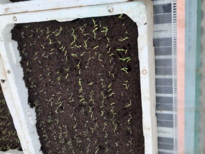 KAKO GRIJATI KLIJALIŠTE, SADNICE, REZNICE,