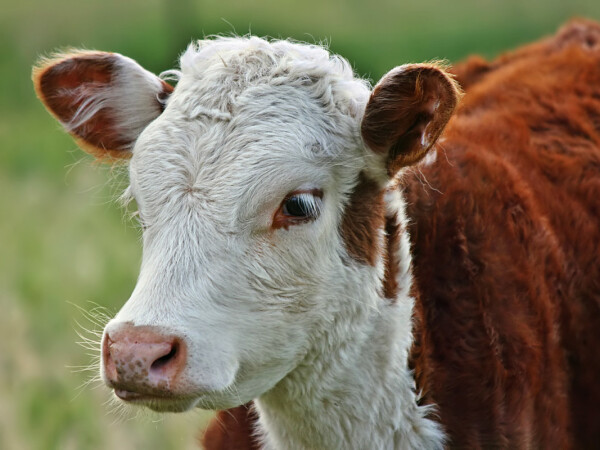 Kalbi Milch CM - mliječna zamjenica