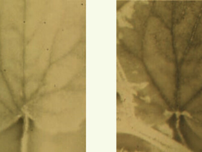 Kalcij s visokim učinkom za poboljšanje kvalitete ploda