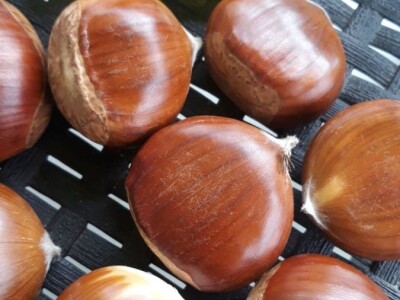 Kalemljene sadnice Kestena Novo