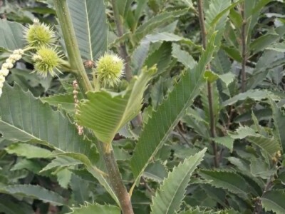 Kalemljene sadnice Kestena Novo