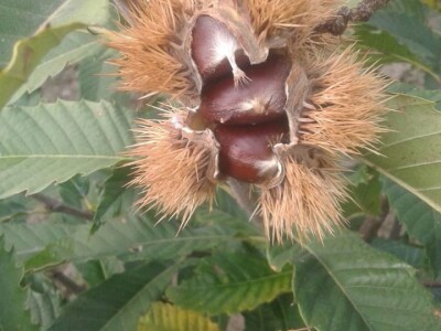 Kalemljene sadnice Kestena Novo