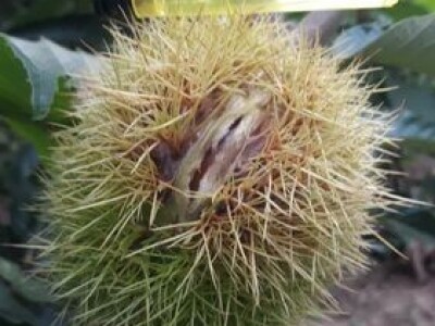 Kalemljeni kesten - prinos od 5 do 7 t po hektaru