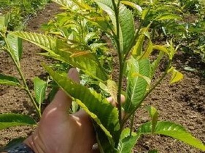 Kalemljeni kesten - prinos od 5 do 7 t po hektaru