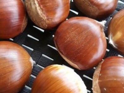 Kalemljeni kesten - prinos od 5 do 7 t po hektaru