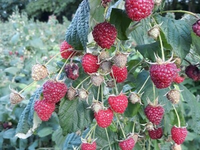 Kalifornijske gliste-prodaja mini legla, glistenjaka i glista za ribolov