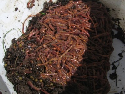 Kalifornijske gliste-prodaja mini legla, glistenjaka i glista za ribolov
