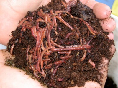 Kalifornijske gliste-prodaja mini legla, glistenjaka i glista za ribolov