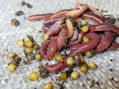 Kalifornijske gliste-prodaja mini legla, glistenjaka i glista za ribolov