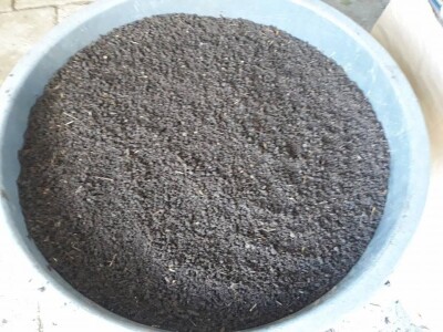 Kalifornijske gliste-prodaja mini legla, glistenjaka i glista za ribolov