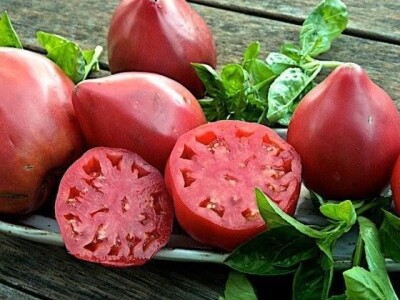 Kalifornijske gliste-prodaja mini legla, glistenjaka i glista za ribolov