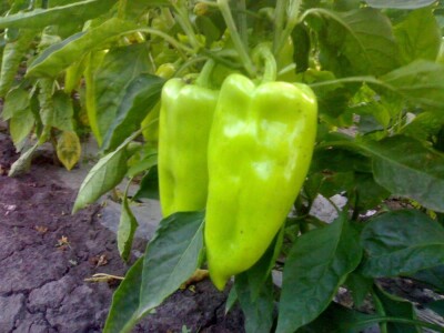 Kalifornijske gliste-prodaja mini legla, glistenjaka i glista za ribolov